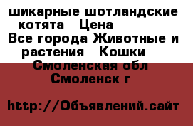 шикарные шотландские котята › Цена ­ 15 000 - Все города Животные и растения » Кошки   . Смоленская обл.,Смоленск г.